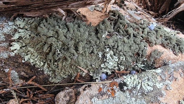 thick, robust lichen growing on sandstone in southwestern colorado