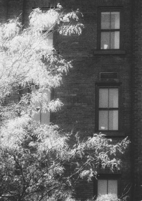 Windows in a tall brick building are seen behind a bright tree standing in the foreground. This is a black and white image.