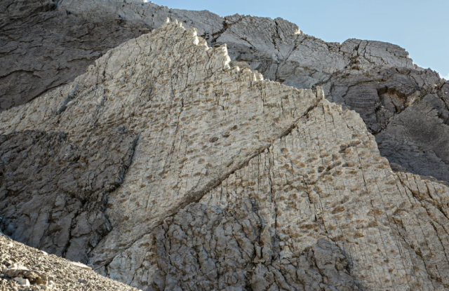 About 2,000 fossil footprints appear on this part of the mountain site’s walls, researchers say. Elio Della Ferrera/PaleoStelvio Arch. (PNS, MSNM, SABAP CO-LC)