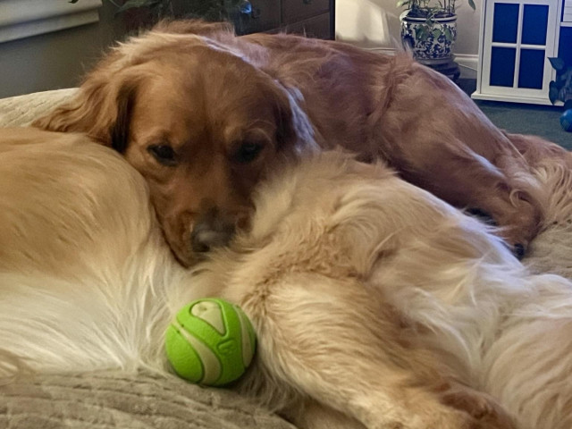 A golden retriever is laying her head on her brothers back