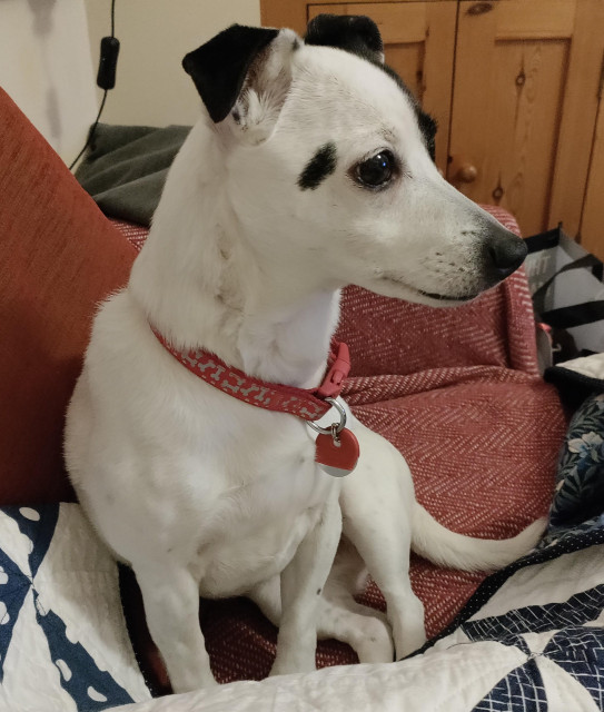 A small white and black terrier. She's looking to her left, wondering why you didn't bring any treats.