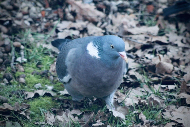 A dove in the grass