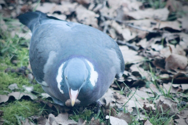 Dove eating nut
