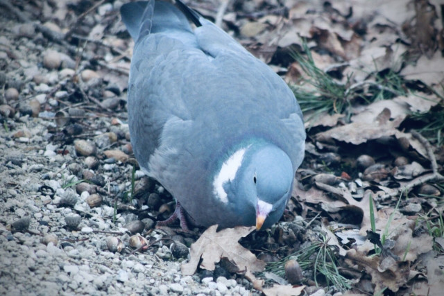 Dove turning a leaf