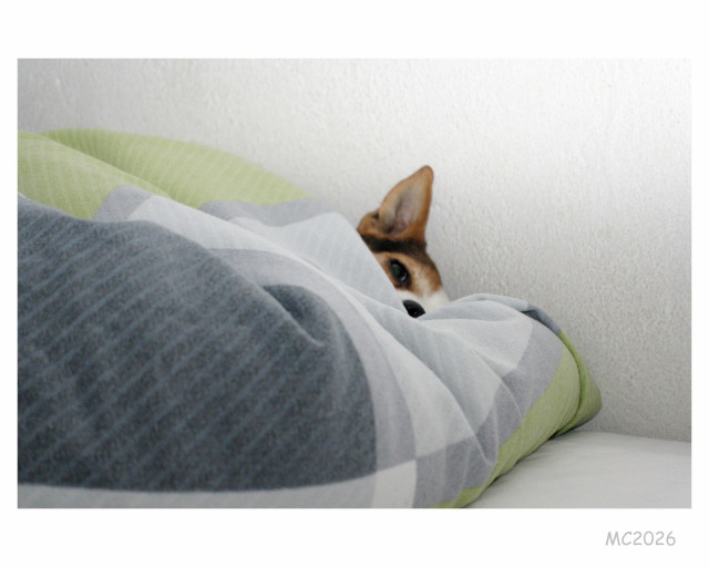 Ein kleiner Hund nach Art eines Jack Russel liegt fast vollständig unter einer Decke. Digitale Farbaufnahme für Mastodon.