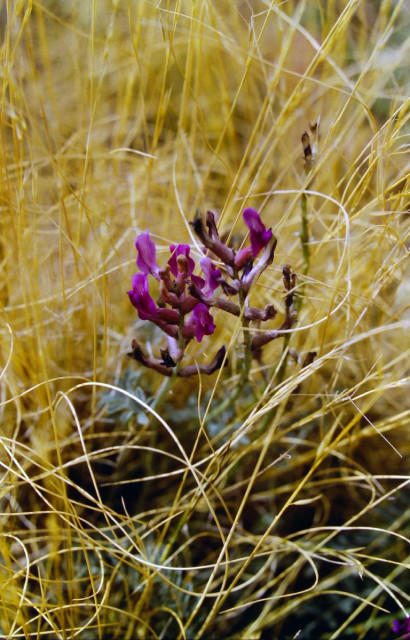 Amid a tangle of tall golden-brown grasses a small green plant is throwing out buds of deep reddish purple. The buds are beginning to open.