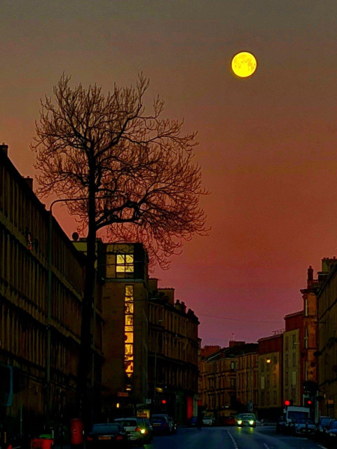 The Argyle Street Ash Tree against an early morning sky with a full moon in it.