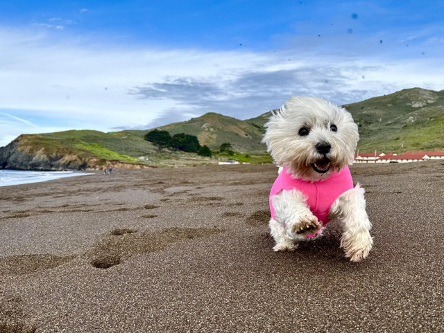 a very happy looking westie, in a pink fleece leaping towards the camera on a damp beach. there are green headlands in the background 