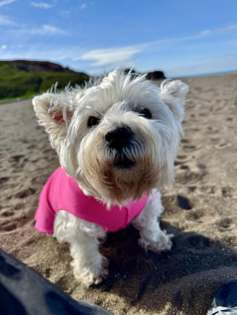 a slightly miffy looking westie, in a pink fleece sitting on the beach staring into the camera 