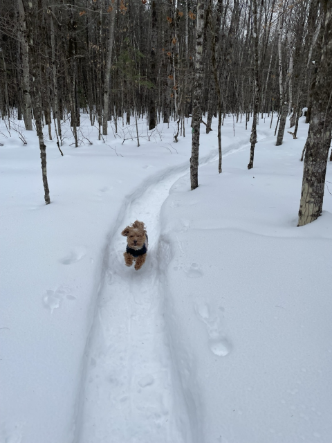 Small dog is sweater running on snowy forest trail