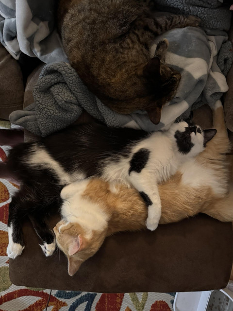 A black and white kitty is cuddling a yellow and white kitty. They’re facing each other, but head to tail, like a yin and yang. A brown and black and red kitty sleeps next to them.