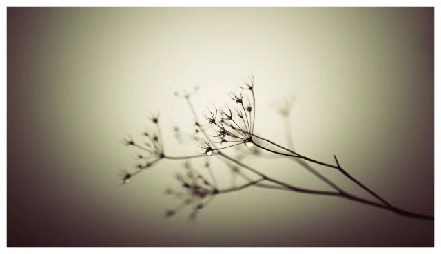 Leicht sepiagetöntes, vignettiertes Foto im Landschaftsformat. 
Leere Zweiglein der wilden Möhre neigen sich zur Seite, in ihren Miniverästelungen haben sich glitzernde Nebeltropfen gefangen.