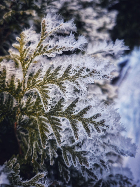 Leaves of a conifer covered in ice crystals that look like white feathers, making the green stand out, framed by white lines and feathers