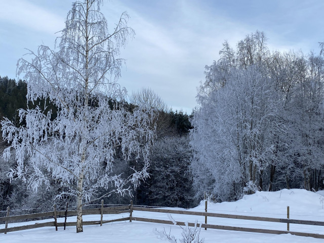Bjørketrær med rimfrost på i forgrunnen. Barskog i bakgrunnen. 