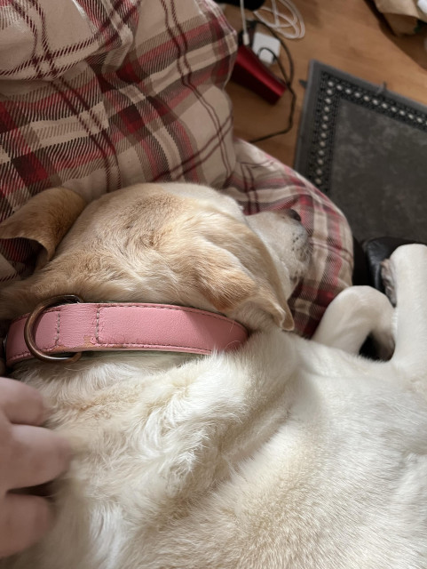 A sleeping dog with a pink collar is resting on a checkered blanket. A hand is gently stroking its fur.