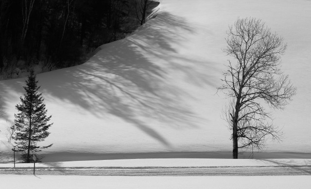Black and white photograph of a winter landscape, showing a spruce tree on the left and a tree stripped of its leaves on the right, in a snowy field, with a snowmobile trail at their feet at the bottom of the photo. Behind, the snowfield rises and the long shadows of the forest are cast on the smooth surface, forming a curve of tree silhouettes in the upper left corner.

Photographie noir et blanc d'un paysage hinerval, montrant une épinette à gauche et un arbre dénudé de ses feuilles à droite, dans un champ enneigé, avec une piste de motoneige à leurs pieds dans le bas de la photo. Derrière, le champ de neige remonte et les longues ombres de la forêt sont projetées sur la surface lisse, formant une courbe de silhouettes d'arbres dans le coin supérieur à gauche.