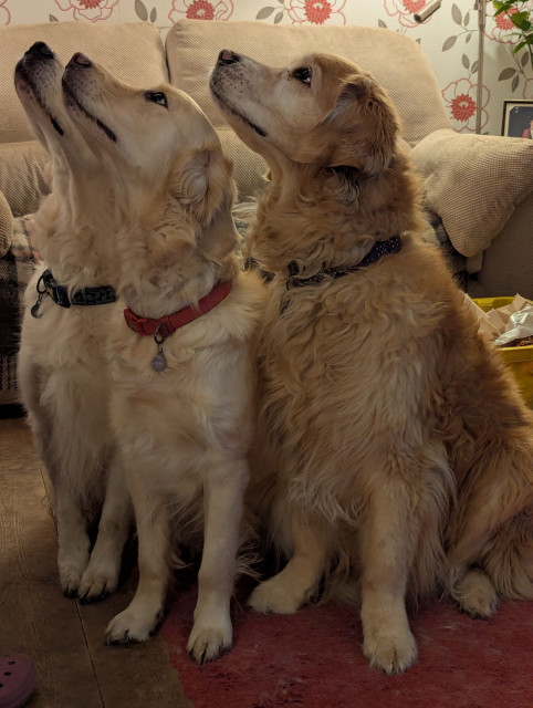Three golden retrievers staring up in the air while sitting upright together