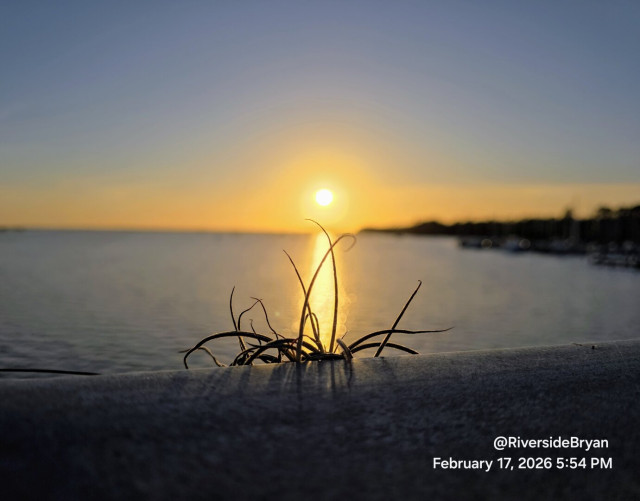 Silhouette of a small plant with long, curving stems in the foreground, silhouetted against a setting sun over a body of water, the sun reflecting on the water, with the horizon and a shoreline visible in the background.