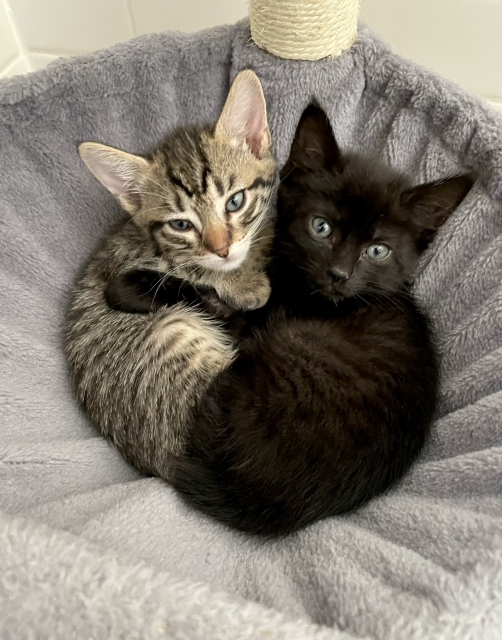 Two small kittens hugging in a kitten tree basket, one tabby and one black