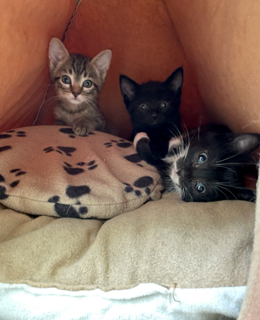 Three small kittens peeking out from a gingerbread cat bed, a tabby, a void, and a tuxie