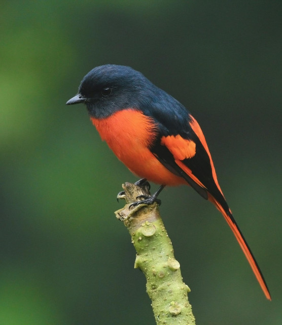 Male Scarlet Minivet (Pericrocotus flammeus)...Southern & Southeast Asia...brilliant plumage is diet-dependent. , they consume carotenoids or pigments from their food, otherwise the colors would fade significantly.