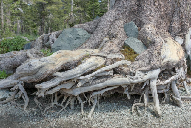 A color landscape photo of a tree's root system that has been exposed due to the rising and falling of a nearby, unseen lake. The tree trunk is on the right. The large roots extend out toward the left while smaller roots point straight down into the gravelly lake shore. Several very large greenish colored rocks on embedded in the tangle of roots near the trunk.