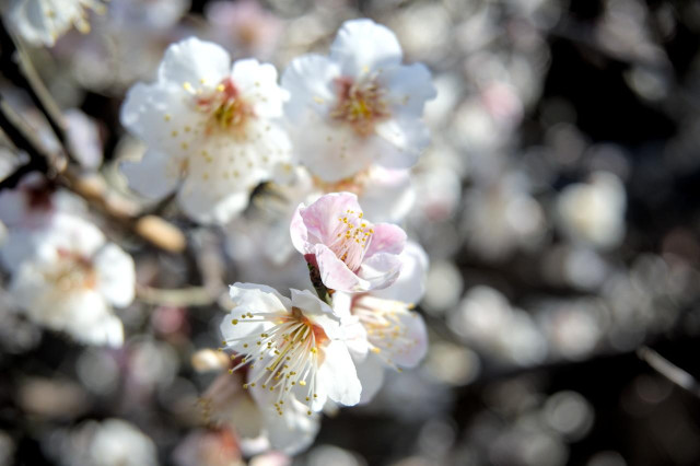 白梅のクローズアップ。中央に写っている花だけ花びらが淡いピンク色を帯びている。/ 2026.02.17 菅大臣神社から