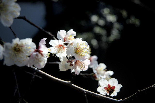 日陰になった場所から、花だけ光を受けて白梅が輝くように咲いている。/ 2026.02.17 菅大臣神社から