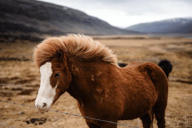 Brown Icelandic horse with white facial marking standing in a barren landscape with mountains in the background