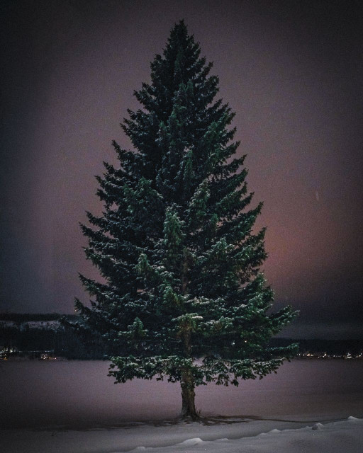 Photo of a tree