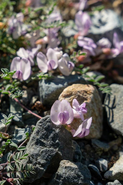 Nutzotin milkvetch (Astragalus nutzotinensis) sprawling across a rocky gravel substrate, with multiple clusters of pale pink to soft lavender pea-like flowers visible at various distances. The foreground shows a single small raceme of two to three flowers resting against a grey rock, while additional flowering stems spread across the mid and background. The small, grey-green pinnately compound leaves of the plant are visible between the rocks, illustrating the mat-forming growth habit of this species in its natural gravelly habitat.