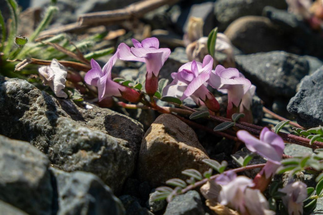 Close-up of Nutzotin milkvetch (Astragalus nutzotinensis) growing low among angular grey rocks on a gravel bar. Several small, pea-like flowers in pale pink to soft purple are visible along prostrate reddish stems, with small grey-green compound leaves tucked between the stones. Some flowers are fully open while others remain in bud. The rocky substrate and sprawling growth habit of this mat-forming perennial are clearly visible.