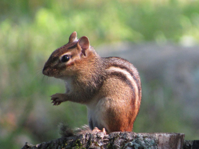 A chipmunk, "reddish brown in color with a single black stripe running down the center of its back. A white stripe between two black stripes runs down each side of its body from the neck to the base of the tail. The chipmunk has a white underside and a white stripe above and below its eyes. Chipmunks range in size from 8 to 10 inches long (including the tail) and weigh between 2 to 5 ounces." This one sits on it's haunches with it's it's front legs extended, grasping something in it's paws while atop a tree stump. If you are a baby bird you should be terrified. 
