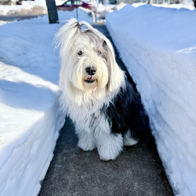 An old English sheepdog on a sidewalk with banks of snow 3’ high on either side. 