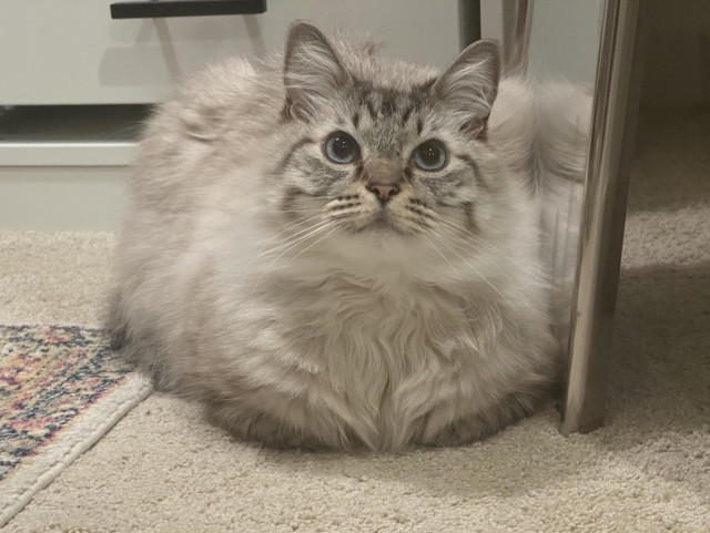 an absurdly fluffy white cat sitting loafed on a light colored carpet looking up anxiously