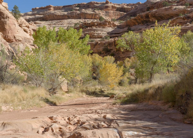 A color landscape photo showing trees in fall color in the bottom of a canyon. The foreground is fairly flat where occasional flood water flows. At mid-frame trees line both sides of the canyon. In the background is a vertical rugged canyon wall. A thin strip of blue sky is at the top.