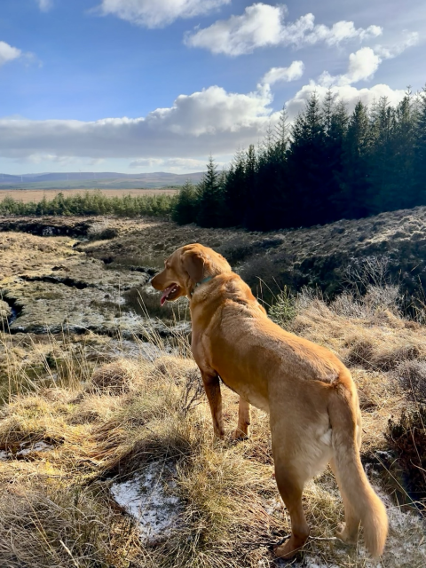 The image features our Red Fox Labrador Retriever Brodie standing outdoors in a landscape here on Skye.  Labrador Retrievers are known as friendly, intelligent, and highly energetic dogs. They are a popular breed in the UK, frequently kept as both working dogs and family companions. This breed is recognised for its affectionate nature and strong retrieving instincts.  Brodie requires a high level of exercise and mental stimulation to stay healthy and active. As do we. He has been my companion in the places on every post I have sent from the Isle of Skye.    