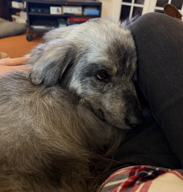 A little baby dog snuggling his head on a leg, looking up with brown eyes.
