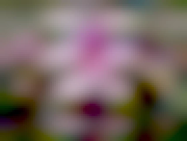 Close-up of a vibrant pink azalea flower with a patterned, deep magenta center, surrounded by other azalea blooms in various shades of pink and white, set against a backdrop of green leaves, branches, and other flowering bushes.