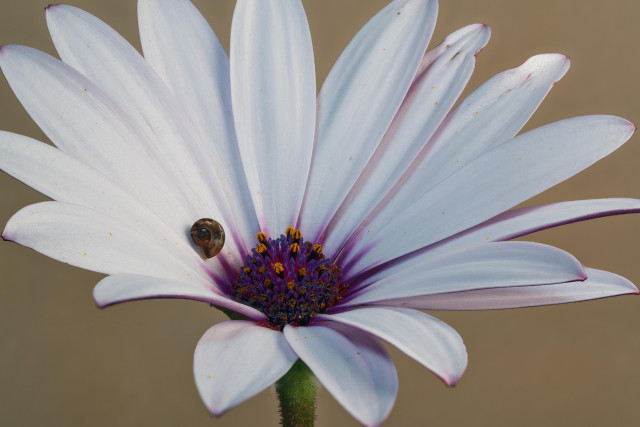 A small brown snail resting on the petal of a flower with white petals, with purple stamen in the middle.