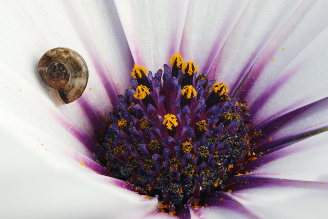 Another angle of the same small brown snail resting on the petal of a flower with white petals, with purple stamen in the middle. Here the yellow pollen is clearly visible.