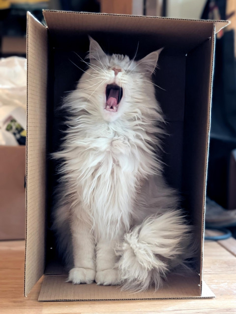 A cream coloured maine coon sitting in a box. He is mid yawn. 