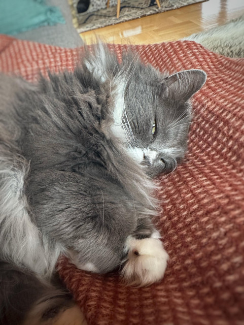 En grå och vit långhårig katt ligger på sidan på en pläd med kisande ögon och ser mycket flirtig ut 