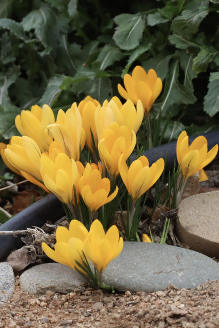 Bright yellow crocuses blooming in the community garden 