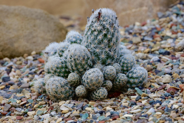 Globe cactus looking perky with small flower buds growing on neighbor’s gravelly xeriscape lawn