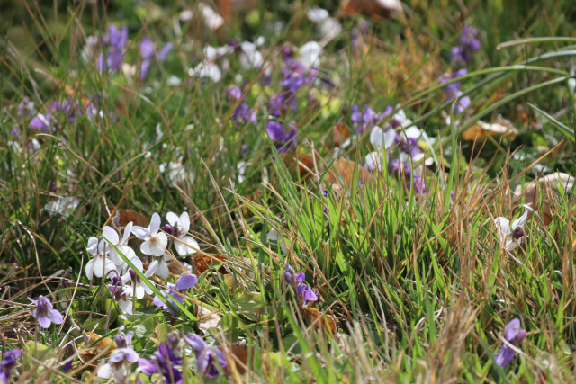 Violets blooming in my neighbor’s lawn near a downspout 