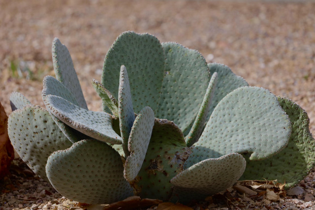 Beavertail cactus in my neighbor’s xeriscaped yard 