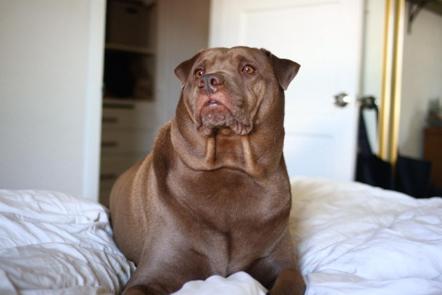 odin, a brown shar pei / lab mix, lying on a bed staring off to the left of frame. his neck rolls on full display and ears at attention. his front paws are out of frame but his arms are visible. the way he is positioned is hiding his back legs completing the seal look 