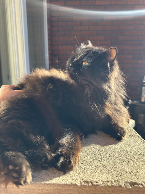 En svart långhårig katt ligger i solen på ett balkongbord i betong och blir klappad