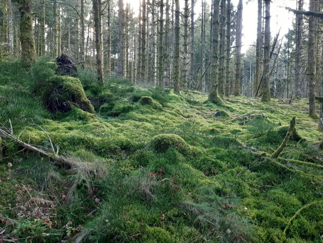 Sol recouvert de mousse dans la forêt